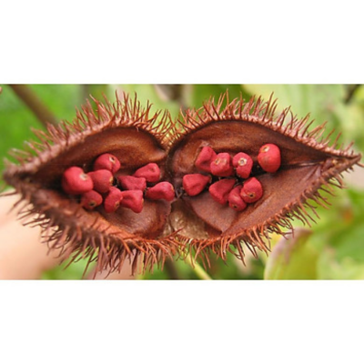 Ong Cha Va Annatto Powder 500g x 20 Bags