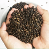 Wholesale Phu Quoc DH Foods Whole Black Peppercorn 100g x 24 bottles