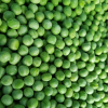 Vsafefood Green Peas 500g x 24 Bags