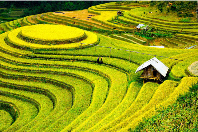 The Beauty of Rice Fields in Vietnam